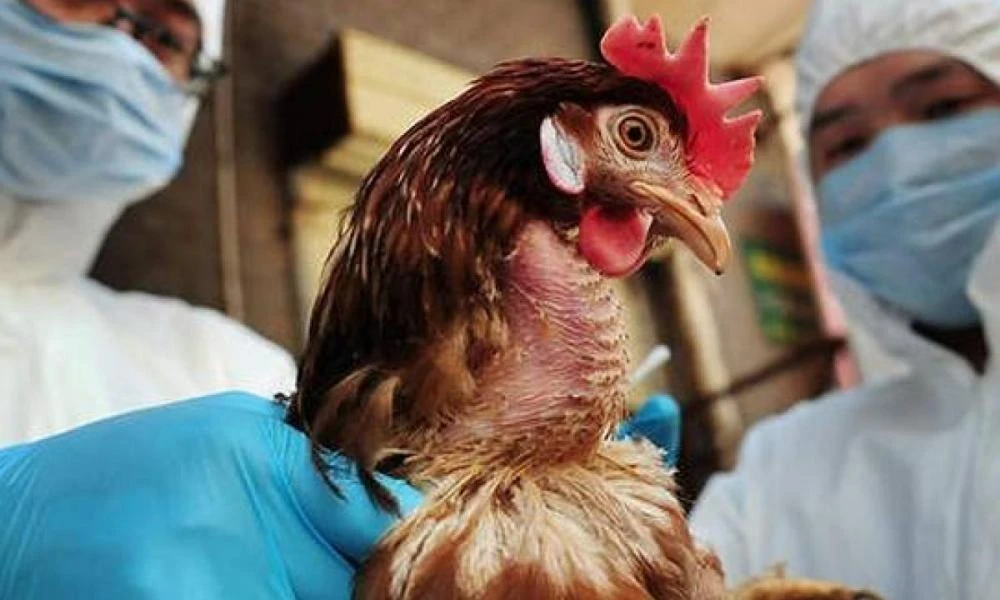 ΕΟΔΥ: Σε ετοιμότητα για κρούσματα της γρίπης των πτηνών